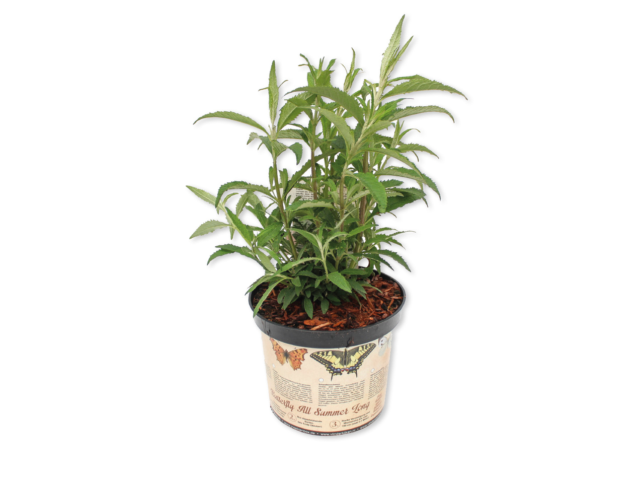 SYRENBUDDLEJA