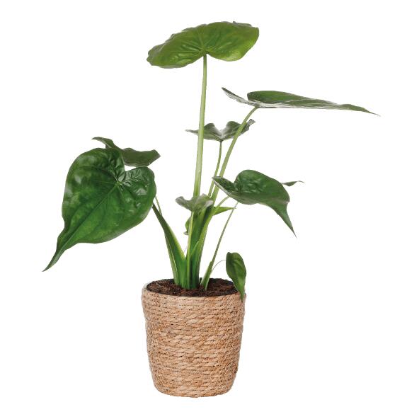 Solitairplant