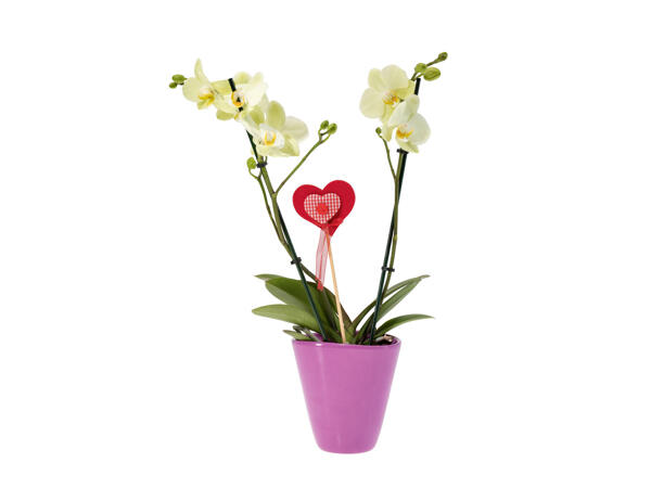 Phalaenopsis dans un pot en céramique