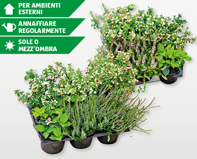 Piantine autunnali in vaschetta da 6