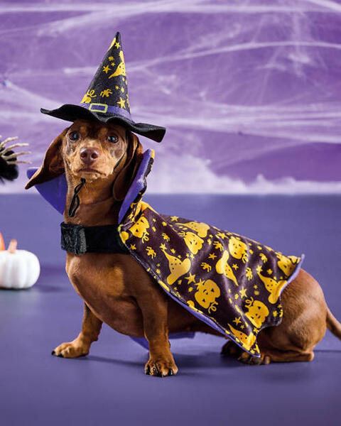 Halloween Pet Costume