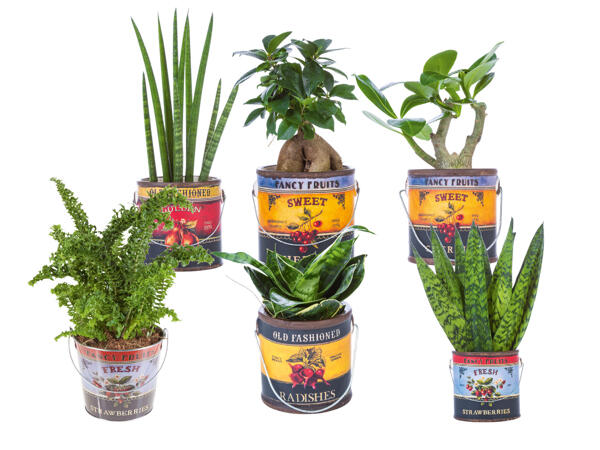 Green Plants
