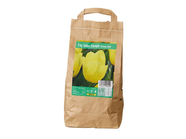 Tulpenzwiebeln