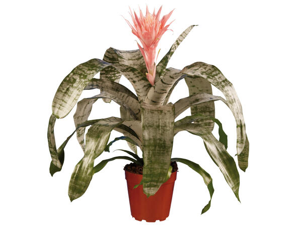 Bromelia, Aechmea Primera