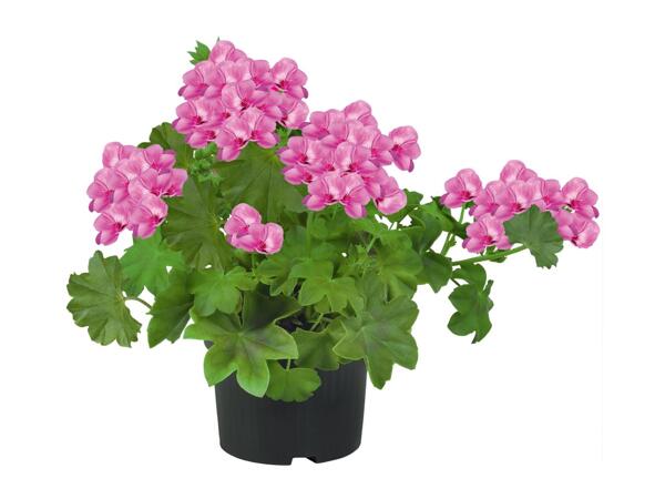 Trailing Geranium