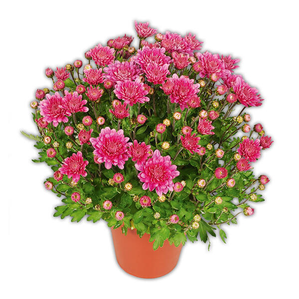 Garten-Chrysanthemen