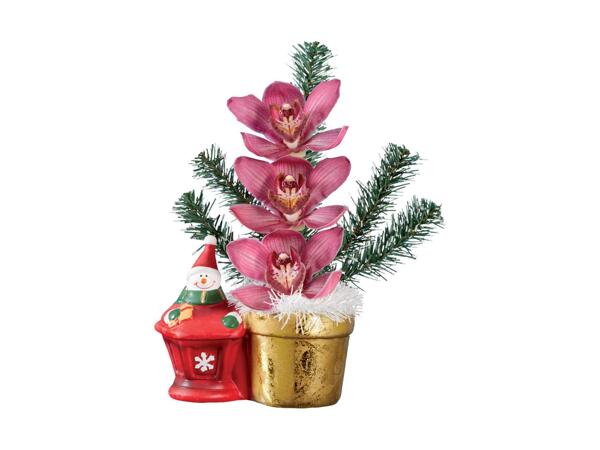 Christmas Gifting Orchid