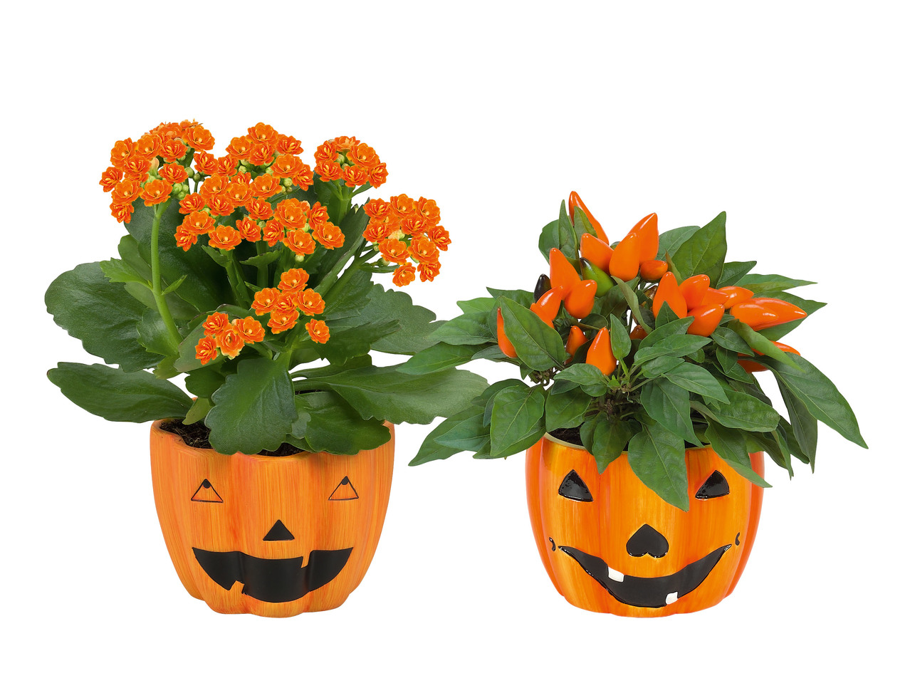 BLOMMA I HALLOWEENKRUKA