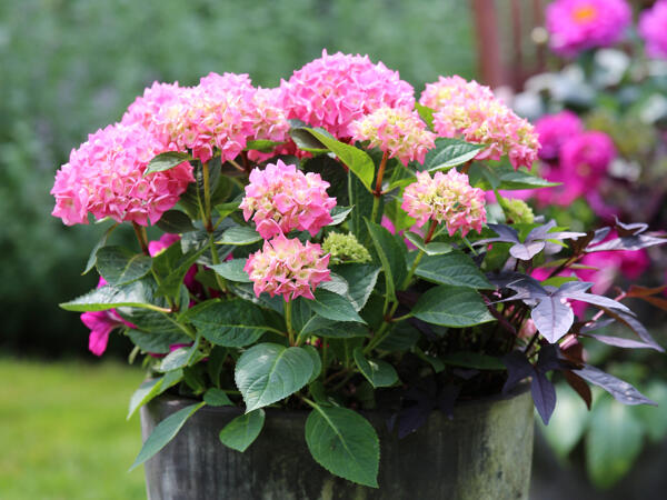 Hortensia