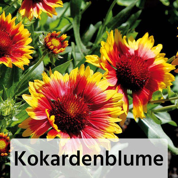 Gartenstauden-Mix