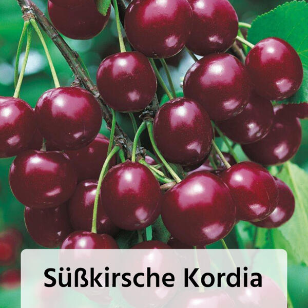 Obstbaum im Jutesack