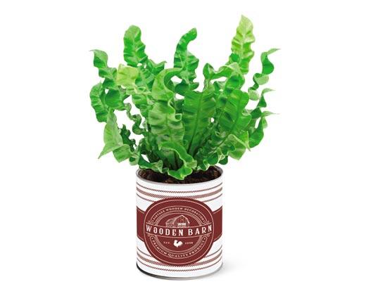 Farmhouse Fern