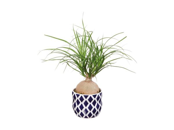 Indoor Plant in Blue Ceramic Pot