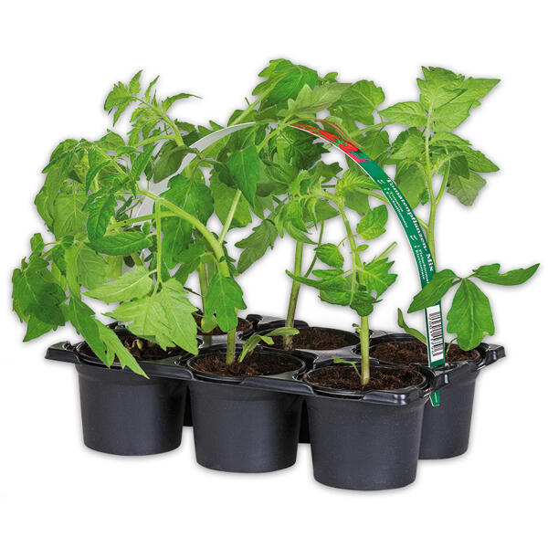 Tomatenpflanzen