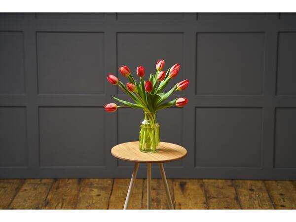 Christmas Tulips