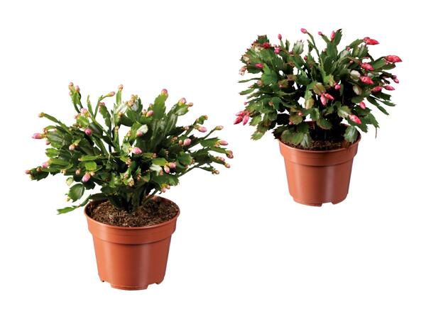 Schlumbergera XXL