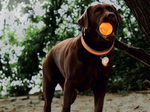 LED Dog Toy Assortment