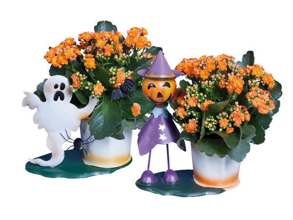 Kalanchoe med halloweenzinkfigur