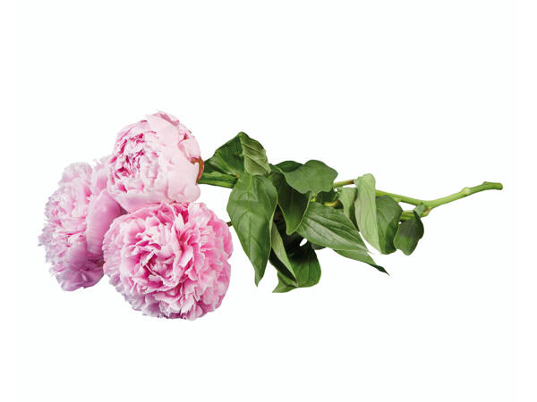 Pivoine