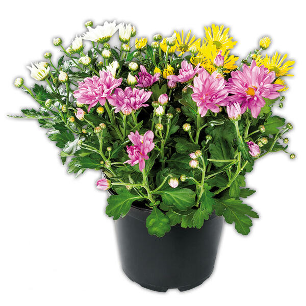 Chrysanthemen-Busch