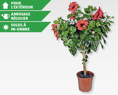 Arbuste hibiscus