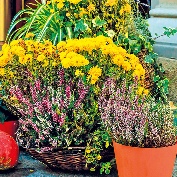 Heidegarten Mix