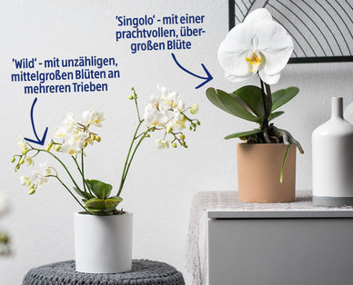 Hochwertige Orchidee