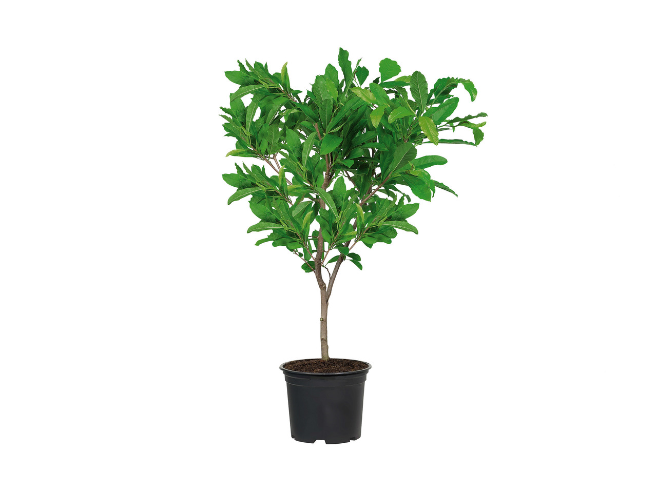 Magnolia1