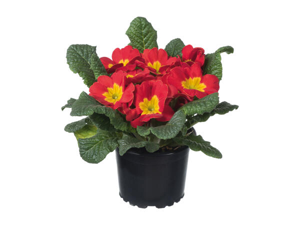 Potted Primrose