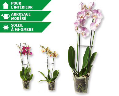 Phalaenopsis