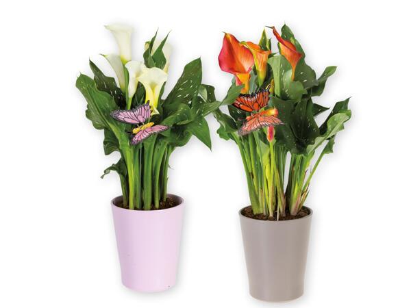 Calla