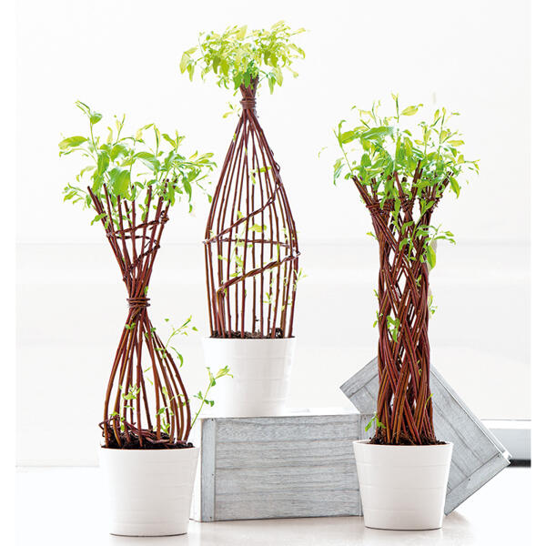 Salix / Weide