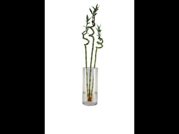 Lucky Bamboo