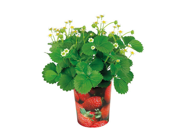 Fruit Plants 1