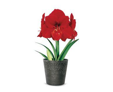 Holiday Amaryllis