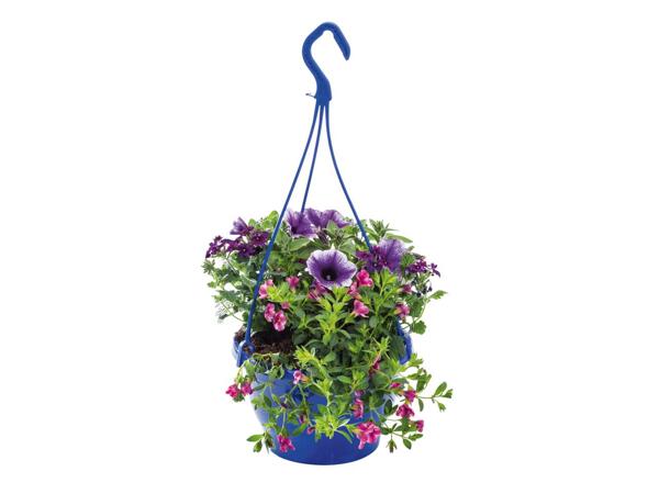 Colourful Hanging Baskets