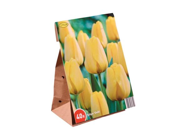 Tulipanløg