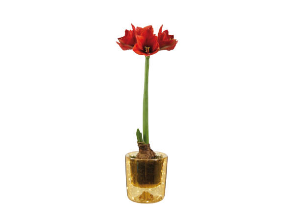 Amaryllis In Glass Vase
