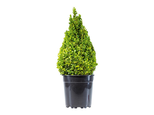 Buxus Hedge