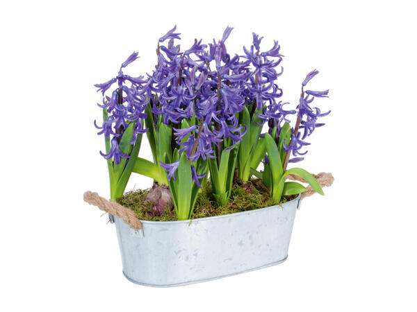 Hyacinths in a Metal Pot