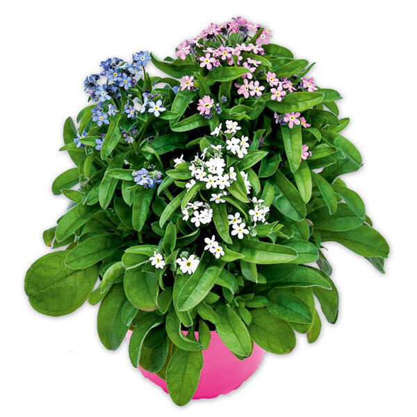 "Myosotis Trios" Vergissmeinnicht