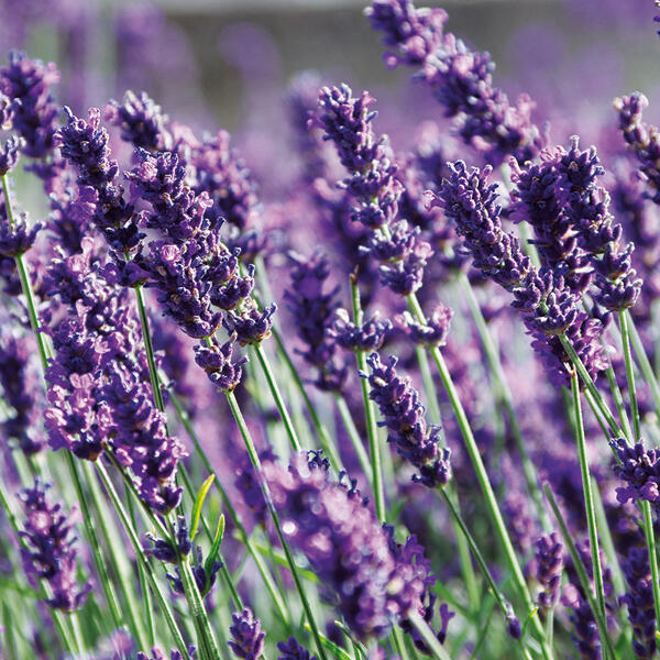 Garten Lavendel "Lavandula"