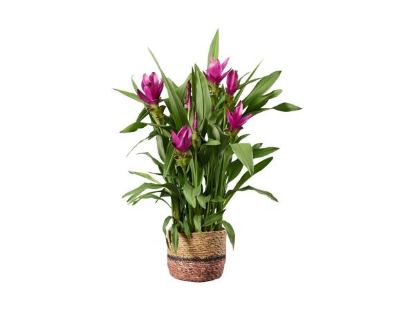 Curcuma Plant