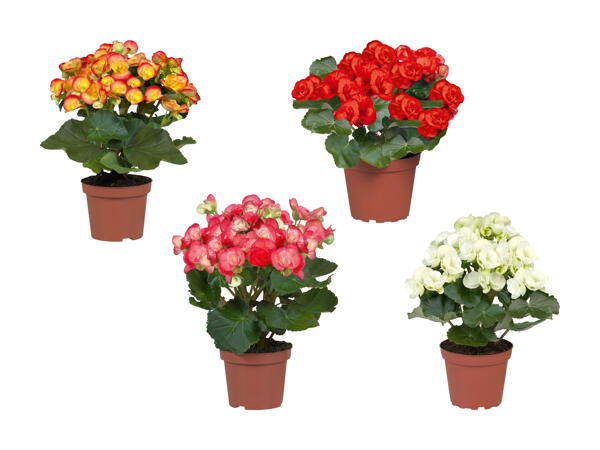 Bégonias