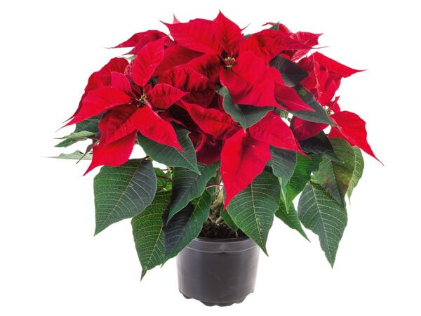 Large Poinsettia