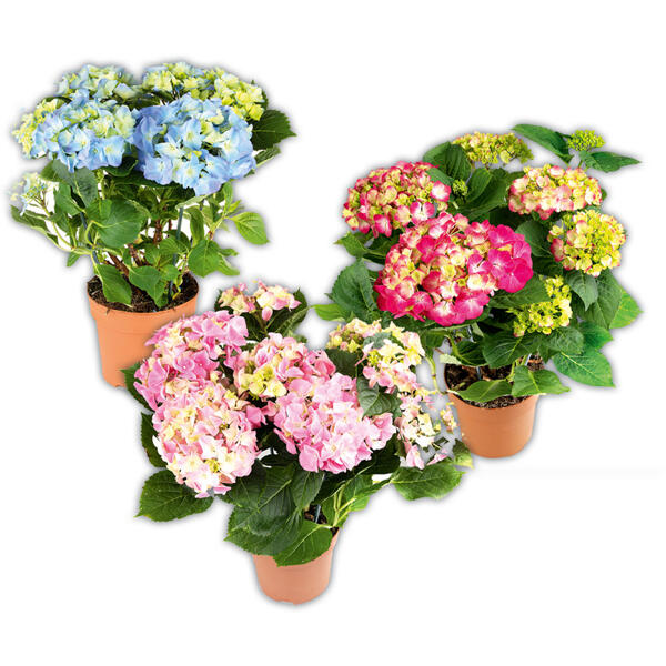 Premium Hortensie