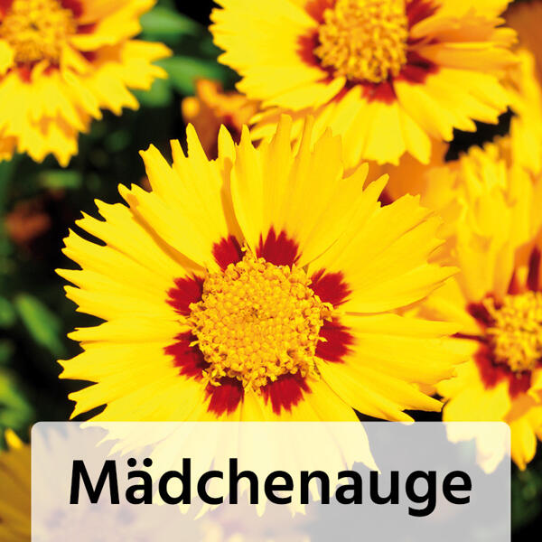 Gartenstauden-Mix