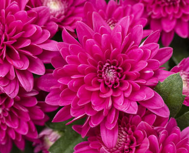 Chrysanthemen-Busch
