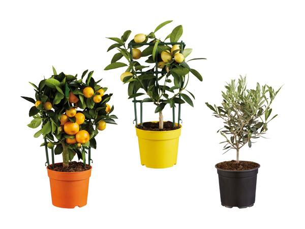Plantes méditerranéennes