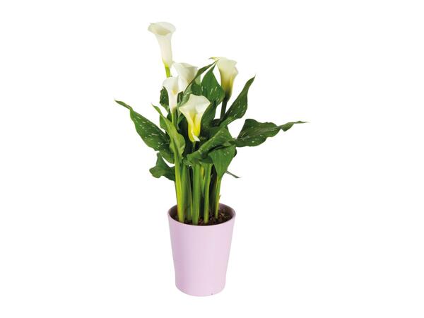 Calla in Ceramic Pot